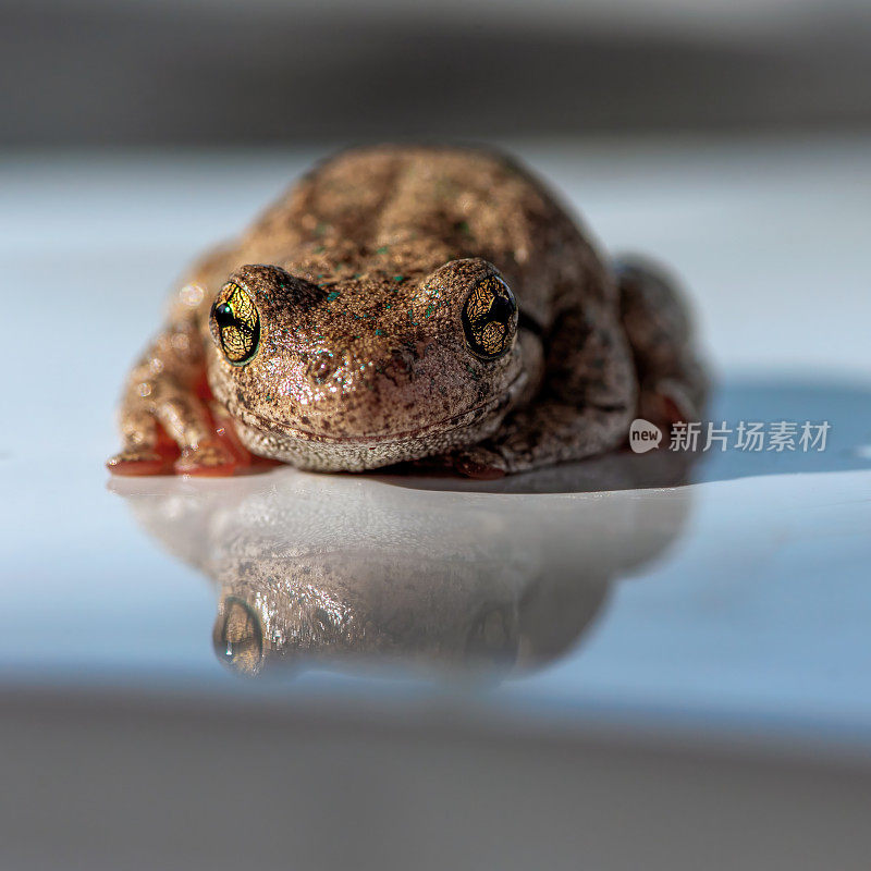 庇隆树蛙(Litoria peroni)